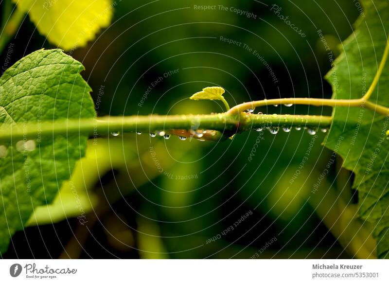 vine with leaf, raindrops on vine, beautiful bouquet, place for text Rain macro Detail Deserted Fresh Growth Green creeper Plant Nature Close-up Exterior shot