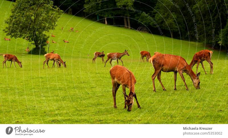 fallow deer, roe deer in an enclosure at the edge of a forest while grazing in a meadow organic meat naturally Healthy Eating Lean penned Free-range rearing