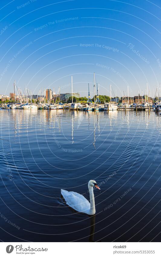 View over the Warnow to the Hanseatic city of Rostock Warnov River city harbour Mecklenburg-Western Pomerania Town Swan Bird Architecture