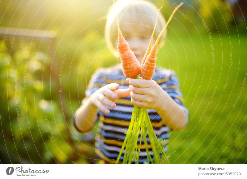 Happy little boy helps family to harvest of organic homegrown vegetables at backyard of farm. Child holding bunch of fresh carrot and having fun. Healthy vegetarian food. Harvesting.