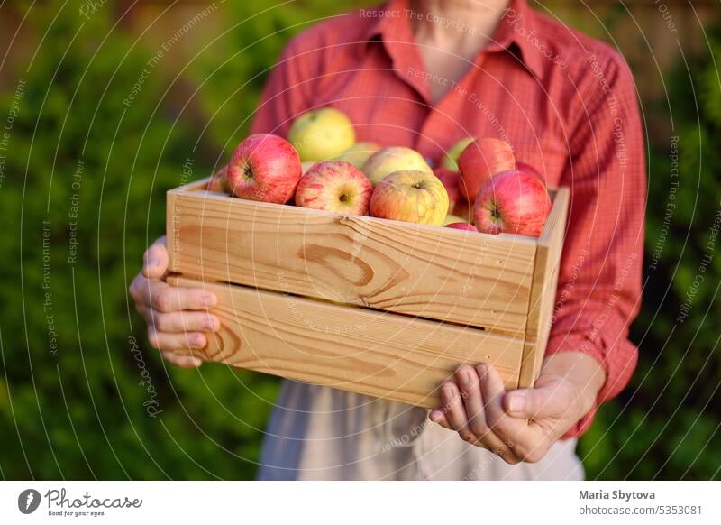 Female farmer holding wooden box with harvest of freshly picked organic apples. Healthy vegetarian food. Harvesting in orchard. Local business. Fruits for sale.