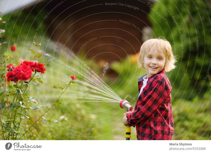 Funny little boy watering plants and playing with garden hose with sprinkler in sunny backyard. Preschooler child having fun with spray of water. Summer outdoors activity for kids.