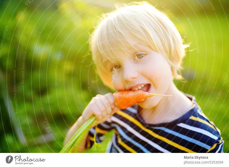 Happy little boy helps family to harvest of organic homegrown vegetables at backyard of farm. Child eating a fresh carrot and having fun. Healthy vegetarian food. Local business. Harvesting.