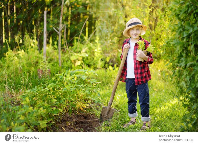 Little boy holding seedling of salad lettuce in pots and shovel on the domestic garden at summer sunny day. Family gardening activity with little kid child dig