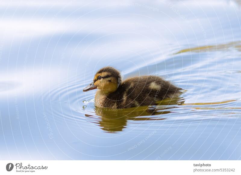 mallard duck young bird anas animal aquatic beautiful beauty in nature brown contrejour cute cute duckling cute mallard ducklings dawn duckling in the water