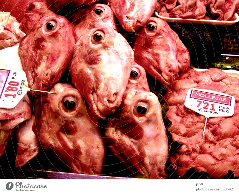 meat inspection Meat Sheep Nutrition Spain Barcelona Red Shop window Butcher Eyes Mouth Lamb Markets Blood head market