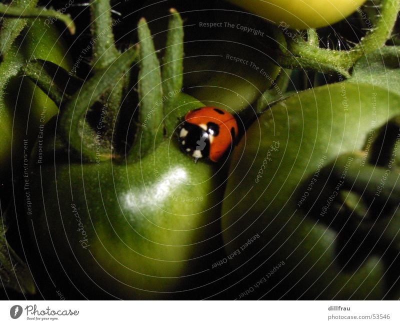 Marienkaefer sleeping place Ladybird Caresses Round Meadow Plantation Red Green Summer Safety (feeling of) Contentment Dinghy Sleep Yellow Bow Insect Beetle