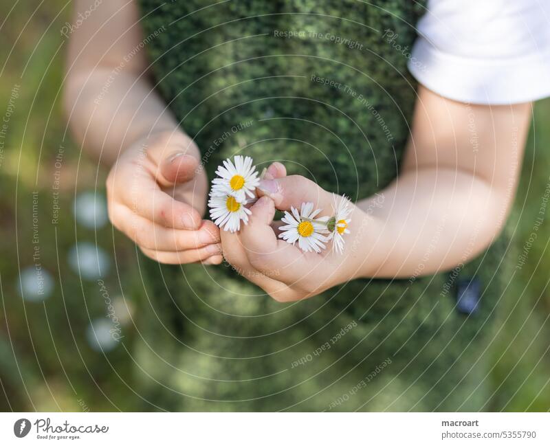 Picking daisies- little girl holding daisies in her hands Daisy Bellis perennis flowers Hand stop Girl Green Grass Meadow Spring Summer Close-up close-up Yellow