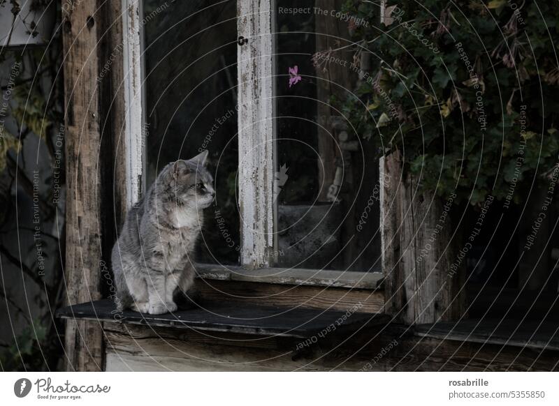 At night all cats | gray in gray Cat Window Wait patience Old vintage Country house windowsill on the outside Dark somber Mysterious Facade Retro Gray