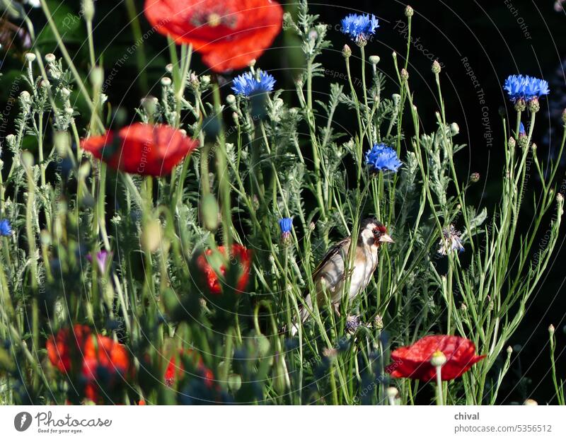Great spotted woodpecker in the flower meadow Bird Woodpecker Meadow Poppy Nature Garden
