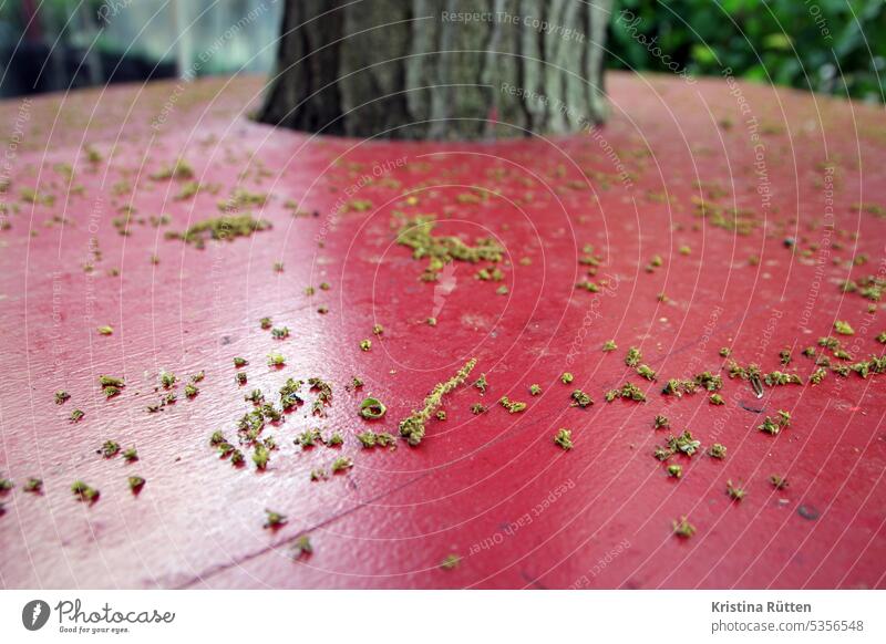 poplar kitten crumbs lie on the red stand table inflorescence inflorescences Poplar high table Tree Tree trunk Red Covered Discarded blown down Spring Summer