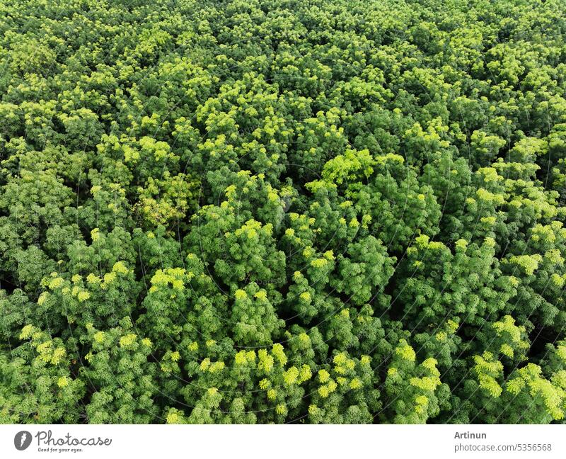 Aerial view of a green forest for carbon credit sales. Dense green trees sequester CO2. Green trees background for carbon neutrality and net zero emissions concept. Sustainable green environment.