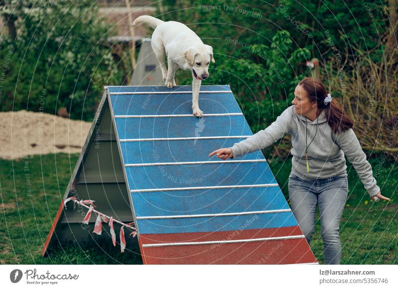 Woman mistress playing with her dog agility walking over a pyramid obstacle playground pet labrador retriever showing summer spring copy space woman brunette