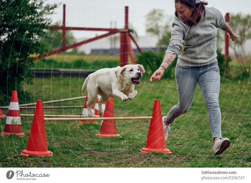 Woman mistress playing with her dog agility jumping over a hurdle obstacle playground pet labrador retriever showing summer spring copy space woman brunette