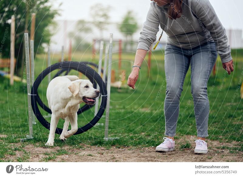 Woman mistress playing with her dog agility walking through rings or tires as an obstacle playground pet jumping labrador retriever showing hurdle summer spring