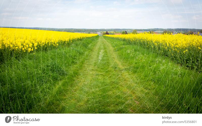Meadow path lined with rape fields in bloom Canola Canola field Oilseed rape flower Agriculture off the beaten track Grass Landscape Blossoming Horizon Village