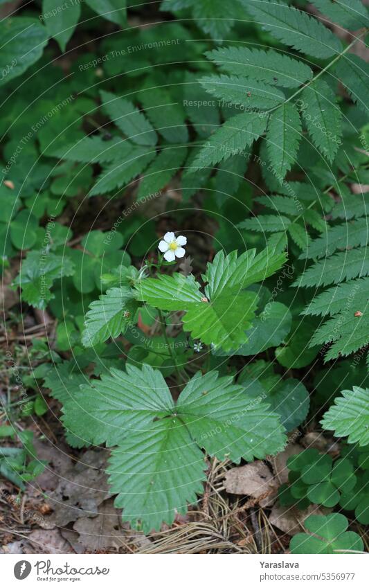 photo strawberry flower blooming in the forest blooming strawberry seasonal leaf white flower nature blossom garden gardening petal green background closeup