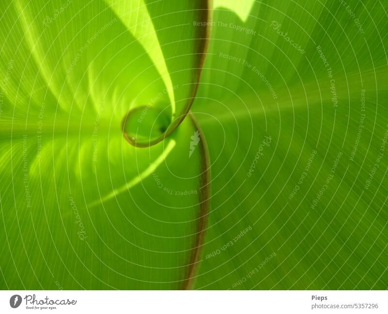 New leaf from the flower cane unrolls Ornamental plant shrub ornamental impressive Exotic Indian shoot Spiral Curve Growth Photosynthesis background