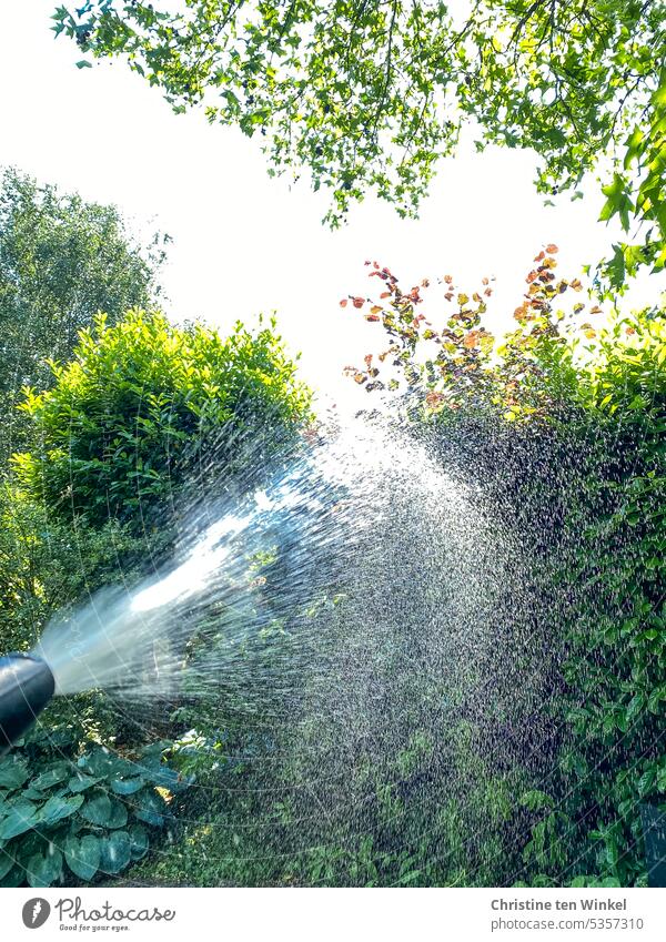 Water the plants in the garden soak Garden Cast Summer Irrigation aridity Nature Light and shadow Water hose Garden shower save water Waste of water Save plants