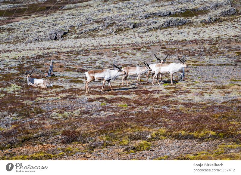 Friendly faces - reindeers in icelandic summer scenic terrain walking wandering white hoofed herd natural nature nomadic grazing grass animal antler arctic
