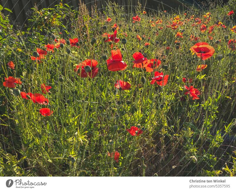 Come well into the Mo(h)ntag! Poppy Corn poppy poppy meadow Light Summer wild flowers Blossoming Red pretty Meadow Climate protection Environmental protection