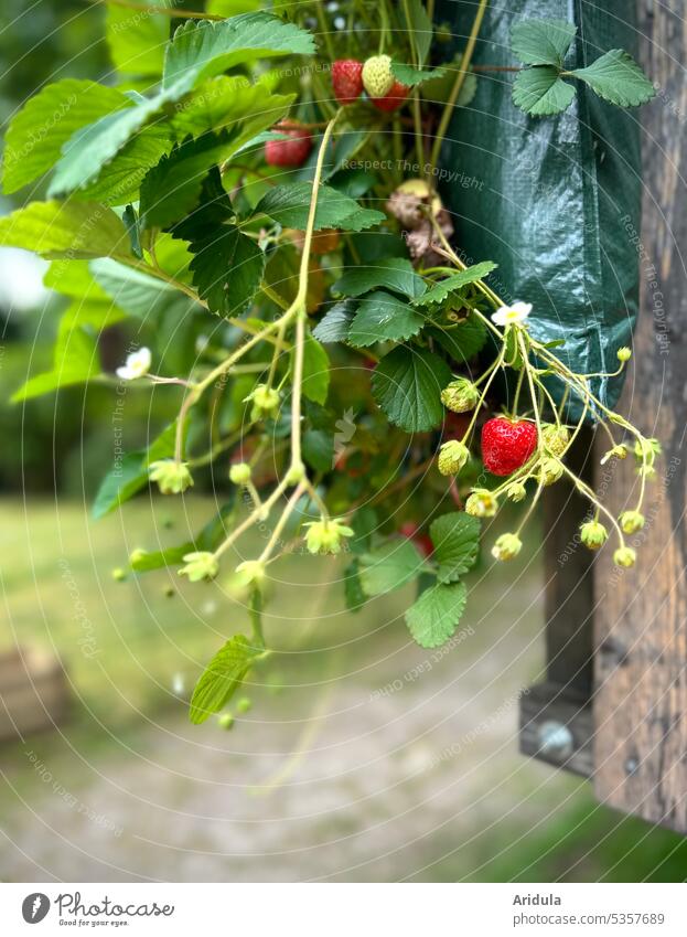 Hanging strawberry garden Strawberry Garden Harvest strawberry plant Summer Red salubriously Fruit Fruity Healthy Eating Fresh Delicious Vitamin cute