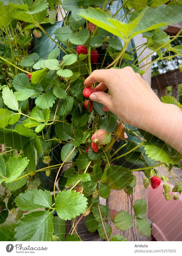 Hanging garden | A hand plows a strawberry Strawberry Hand reap Pick Garden Harvest strawberry plant Summer Red salubriously Fruit Fruity Healthy Eating Fresh