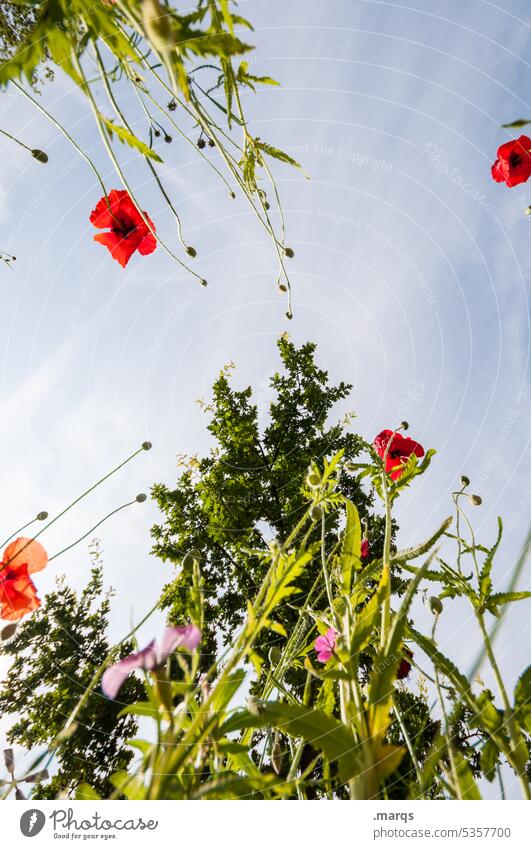 Wild meadow from below Sustainability Environment Flower meadow pretty variegated wild flowers Nature Plant Cloudless sky Spring Summer Beautiful weather