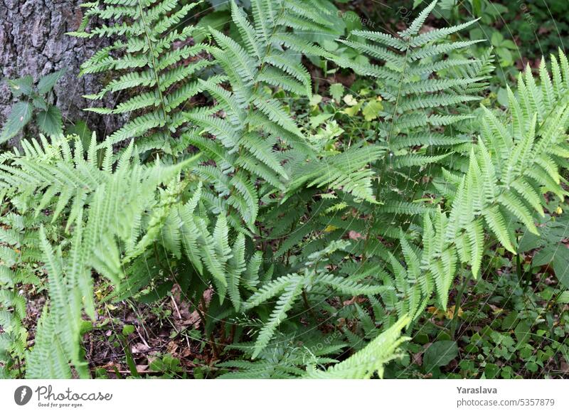 photo green Eagle fern growing in the forest eagle fern leaf closeup foliage plant nature summer growth flora texture botanical wild common grass background