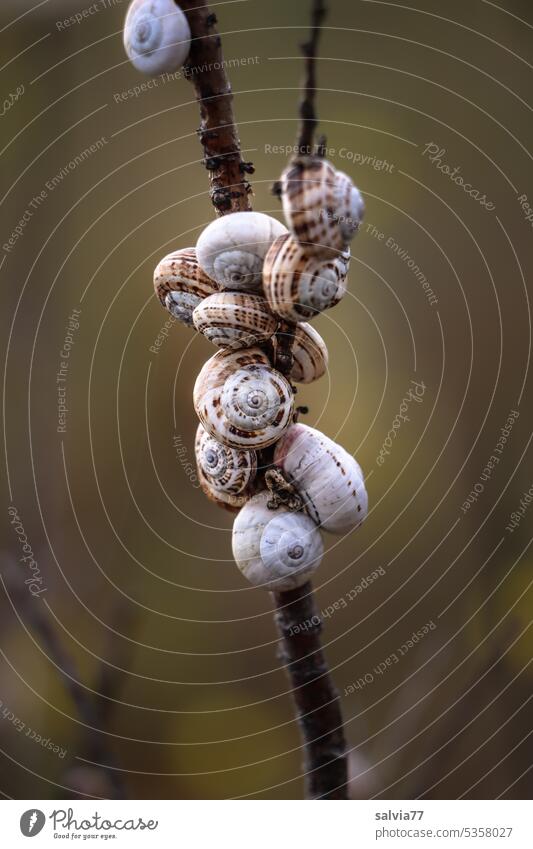 Snail group cuddle snails Snail shell Crumpet snail shelter Many Twig Protection Animal Nature Close-up Colour photo ouTg Exceptional Small