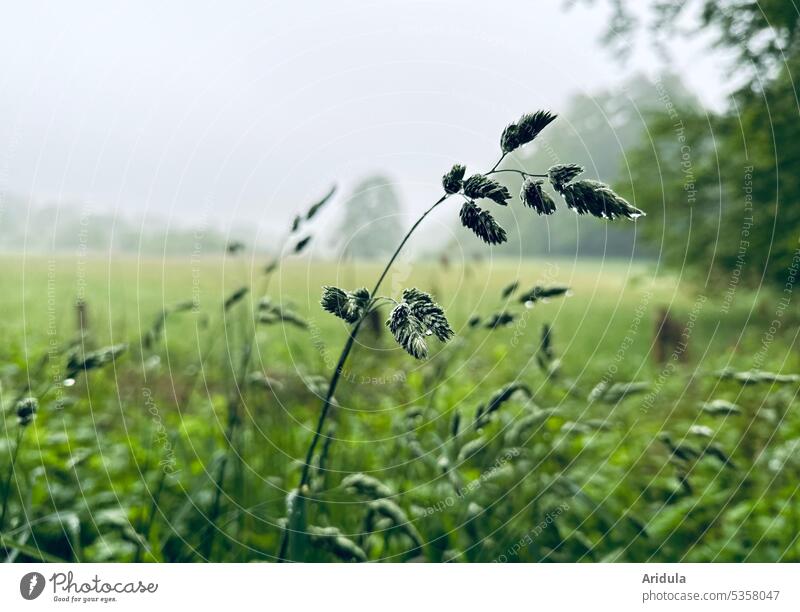 Grasses after the rain grasses Meadow Willow tree Nature Plant Summer naturally Exterior shot Environment Wild plant Green Rain Drop raindrops Gray Dreary