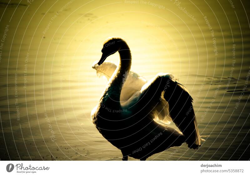 On the ponds, a swan in the evening sun . Swan Lake Bird White Nature Pond Elegant Feather Animal Water Reflection Grand piano Beak Neck Exterior shot Pride