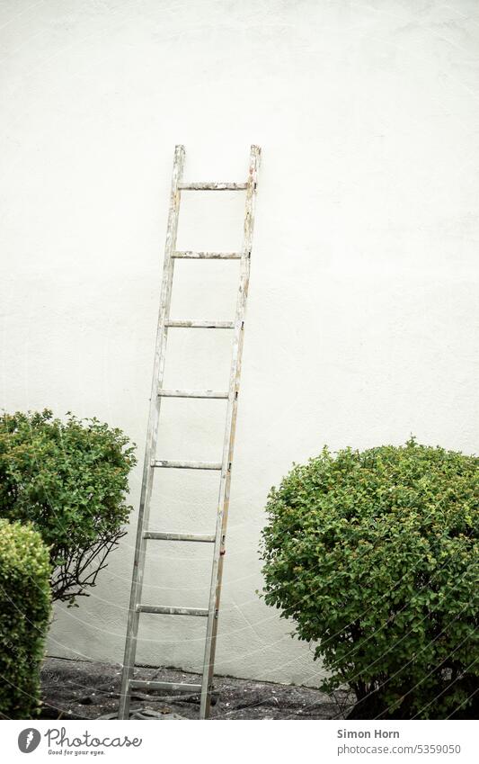 Ladder leaning between bushes against white wall upstairs Go up ascent Transcendence career ladder Career ladder to heaven overcome Hope Improvement