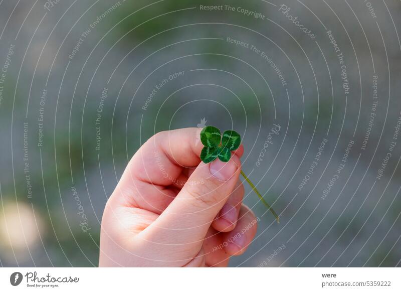 A child's hand holds a four-leaf clover against a blurred background with text space above Background Luck Lucky charm caucasian clover leaf copy space fingers