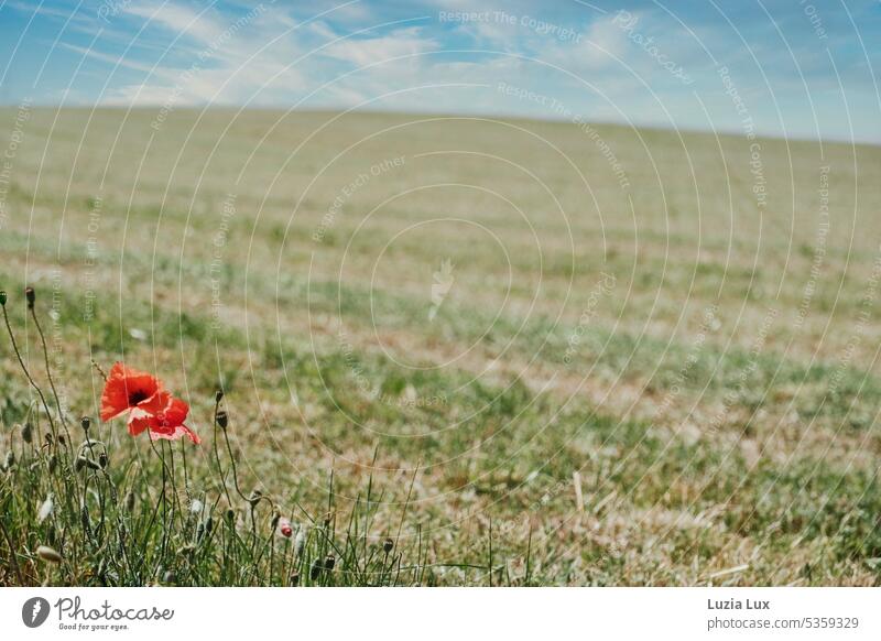 Poppy blossoms on the edge of field, above blue summer sky windy Wind Summer Summery Field Grain field scythed Dry Hot acre Sky Blue sky cloudy Clouds Green