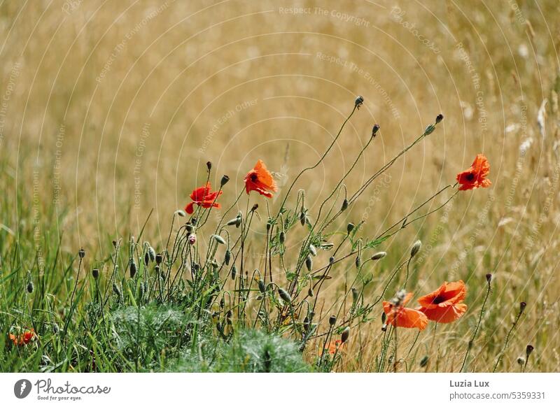 Poppies flowers on the edge of the field... Poppy Poppy blossom windy Wind Summer Summery Field Grain field scythed Dry Hot acre Green Nature Agriculture