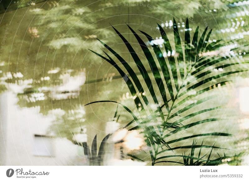 fronds of a Kentia palm behind a pane in which the opposite house facades are reflected Light Town urban Green Summery Palm tree Palm leaf Slice Pane