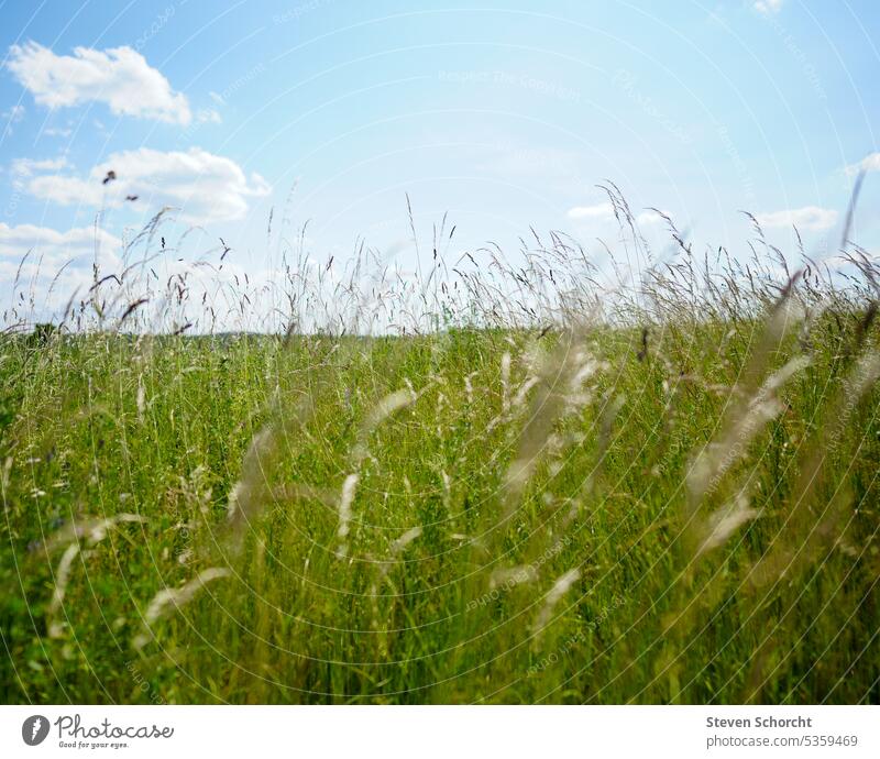Grasses on the field with blue sky Blue Blue sky Sky Clouds Beautiful weather Exterior shot Colour photo Deserted Day Sunlight Summer Nature Weather Environment