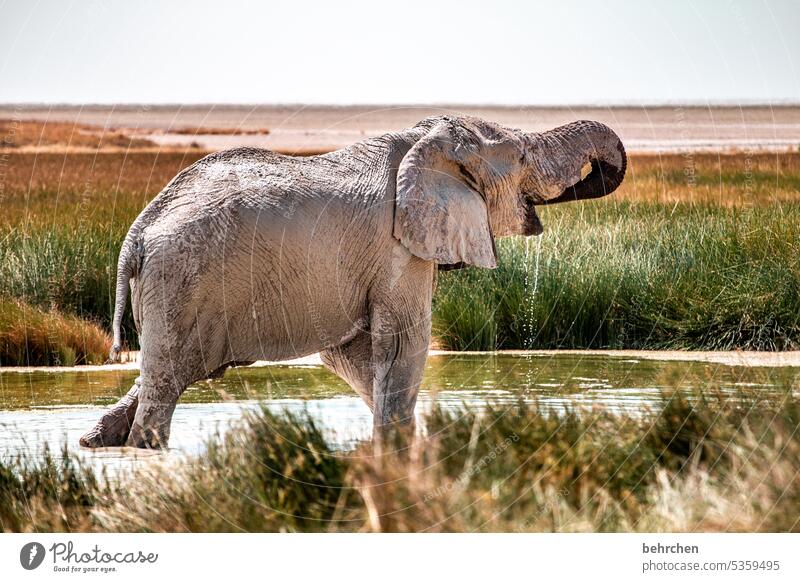 have a drink Trunk peril risky Dangerous Bull elephant Elephant Fantastic Wild animal Etosha pan etosha national park Exceptional Free Wilderness Animal Namibia
