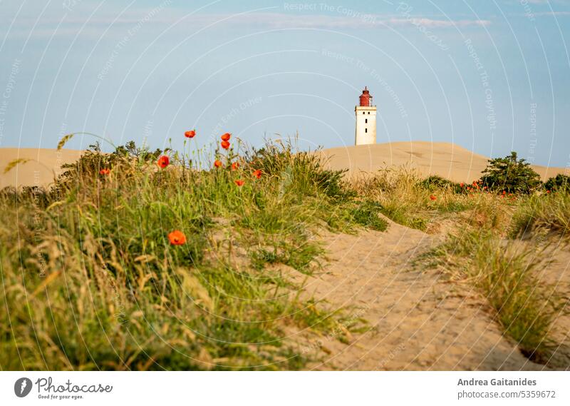 Path through the dunes to Rubjerg Knude lighthouse, along the way poppies and beach grass, horizontal Poppy blossom poppy flower Blossoming flowers duene