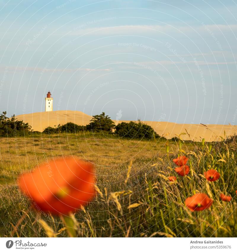 Poppies slightly out of focus in foreground and Rubjerg Knude lighthouse visible in the background, 1:1, square Poppy blossom poppies poppy flower Blossoming