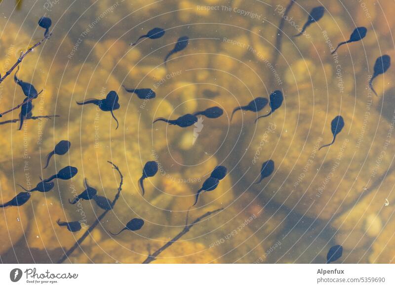 Tadpoles Pond Water Nature Swimming & Bathing Exterior shot Lake Colour photo Float in the water be afloat Frog spawn Struggle for survival Animal Day Deserted