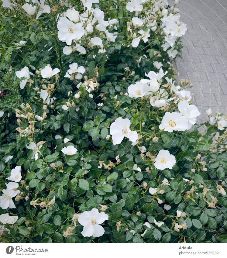 Urban greenery | white wild rose with paving stones pink White shrub Green blossoms leaves Summer Footpath off Paving stone urban city greening