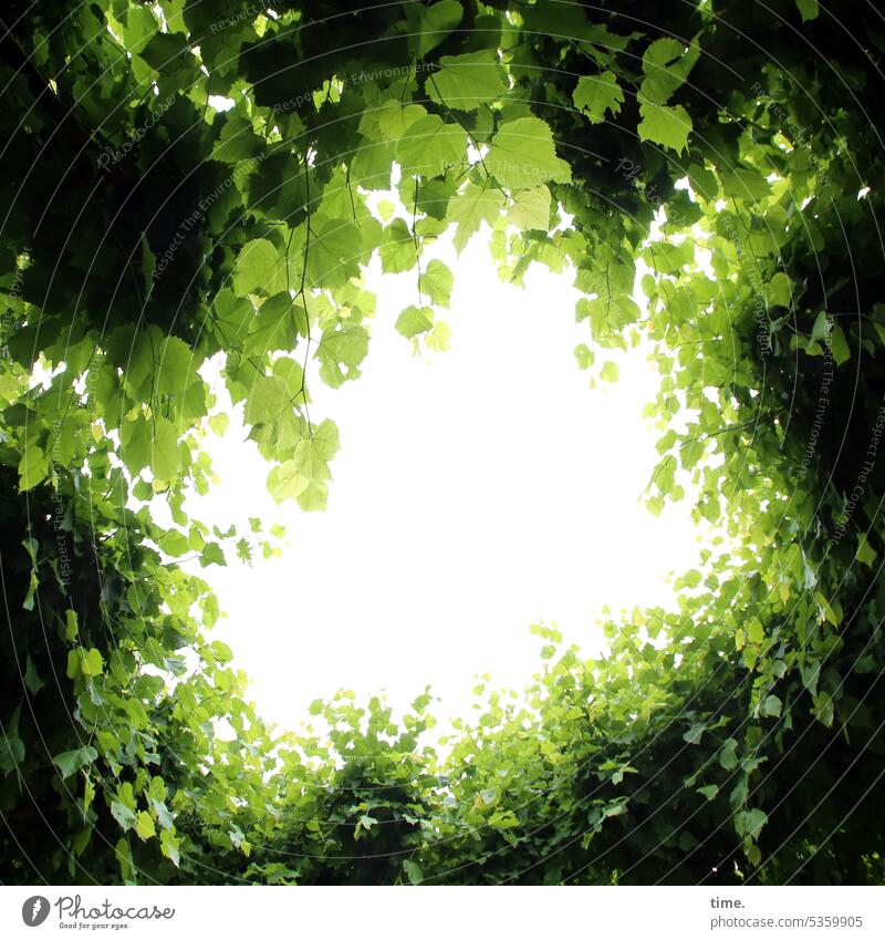 Frog Perspective | The Light Above Hollow bush Hedge leaves Sky Green tones Summer Fresh Circle Round Nature Garden Dazzle Worm's-eye view summer linden