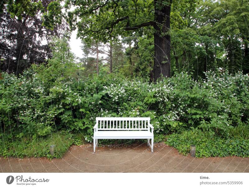 White bench in the green park Bench Park Break rest plants Tree off Wooden bench painted white Seating indentation Nature bush Environment Relaxation blossom