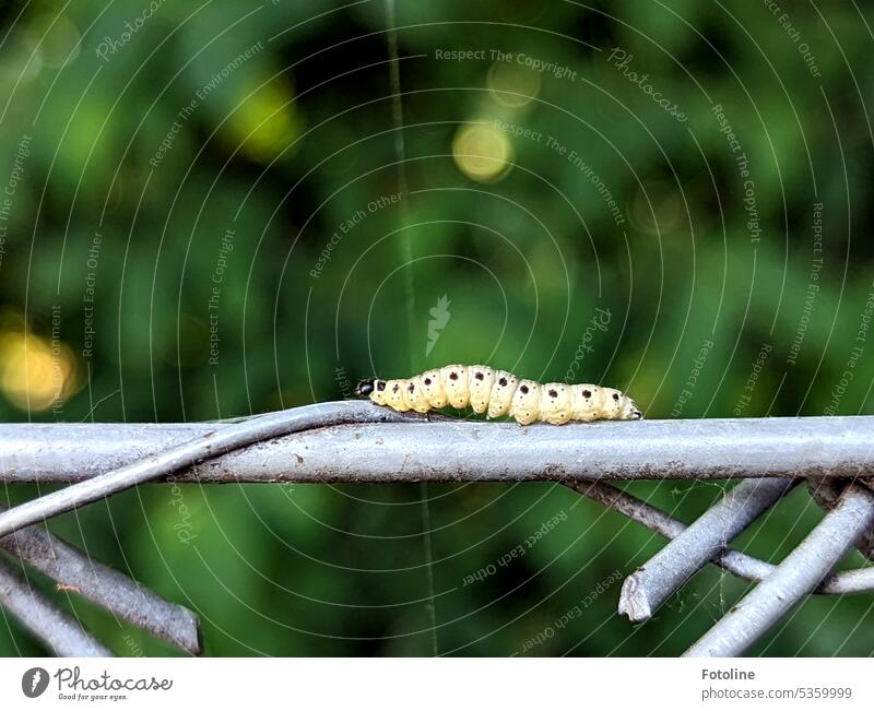 A caterpillar, which will one day become a spider moth, crawls over a wire mesh fence. In the background there's a lot of greenery and the silken thread on which it has roped down.