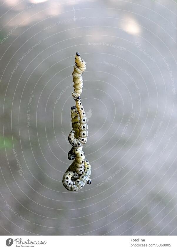 A whole pile of caterpillars hangs on a thread. They wind around each other and soon want to pupate. Caterpillar ermine moth Thin silk thread Delicate Close-up