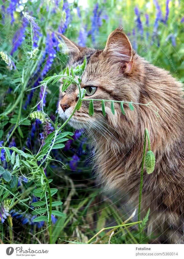 My Maine Coon cat once scurried outside and is now inspecting my summer flowering meadow. maine coon cat Cat Pelt Fluffy feline Longhaired cat pets purebred cat