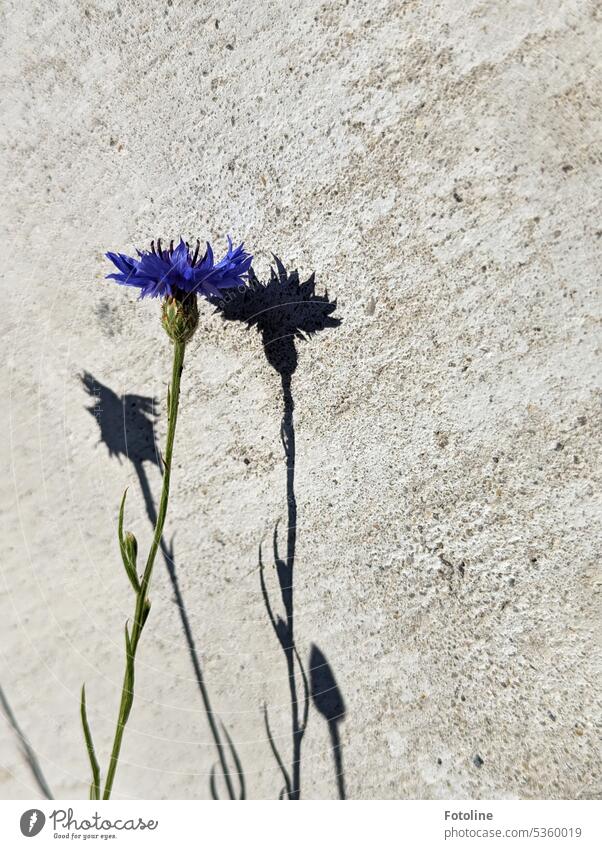 A beautiful blue cornflower casts shadows against a dull gray concrete wall. Cornflower Blue Green wax Growth Shadow Sunlight Bright warm Wall (building)