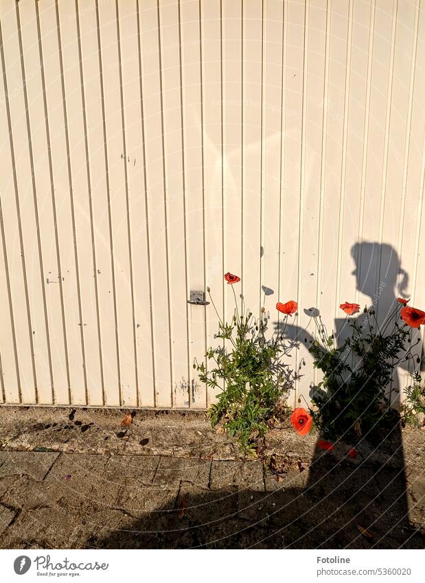 Why do I allow the poppies to stay outside my garage door? Because of that. I can play nicely with my shadow there. Poppy Blossom Flower Red Summer Plant
